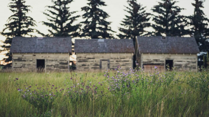 The Shelter Pulse Project The Shelter Pulse Project